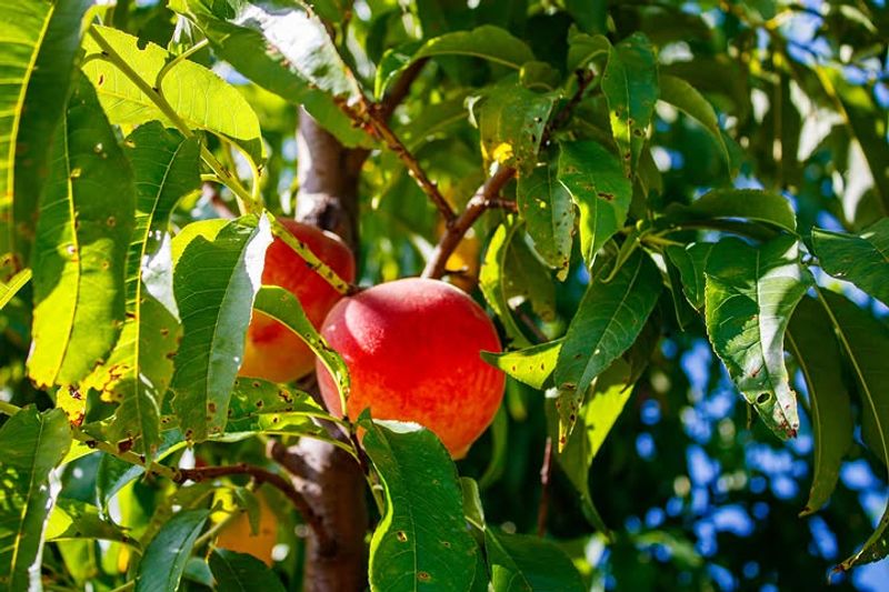 Peach Trees Get A Timely Nutrient Boost In June