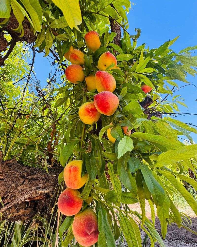 Peach Trees May Need Broken Branches Removed Peach Trees May Need Broken Branches Removed