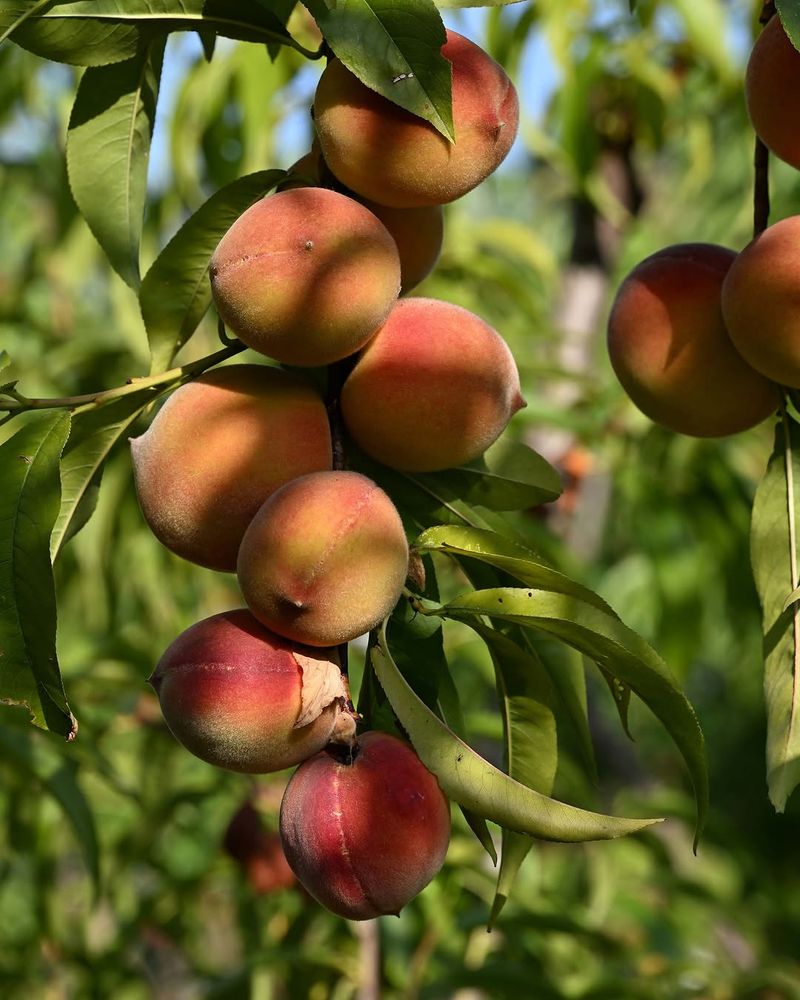 Peaches Peaches