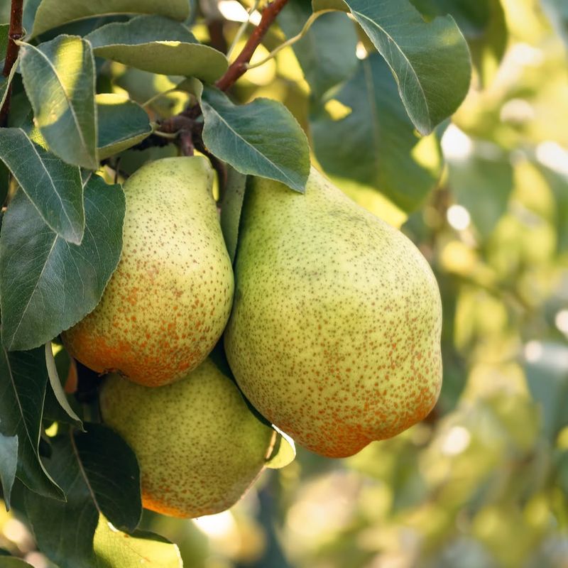Pear Trees Perform Better With A Light June Feeding