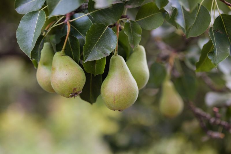 Pear