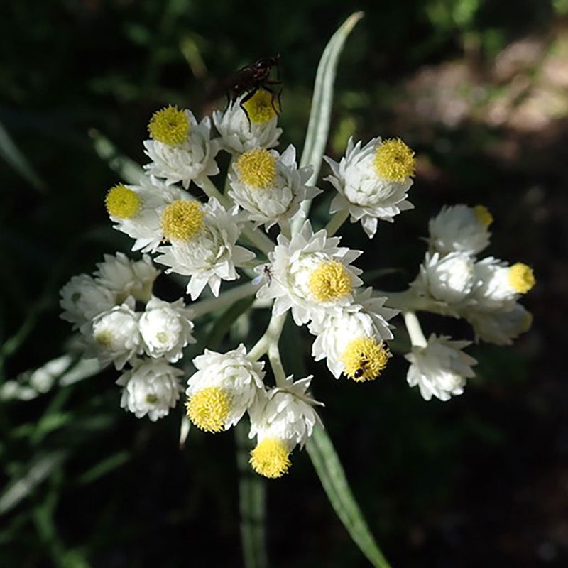 Pearly Everlasting Fits Sunny, Dry Garden Edges Pearly Everlasting Fits Sunny, Dry Garden Edges