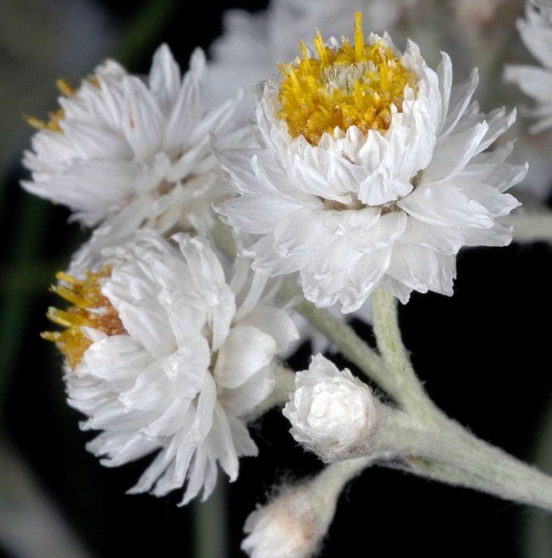 Pearly Everlasting Keeps Going In Dry Soil Pearly Everlasting Keeps Going In Dry Soil
