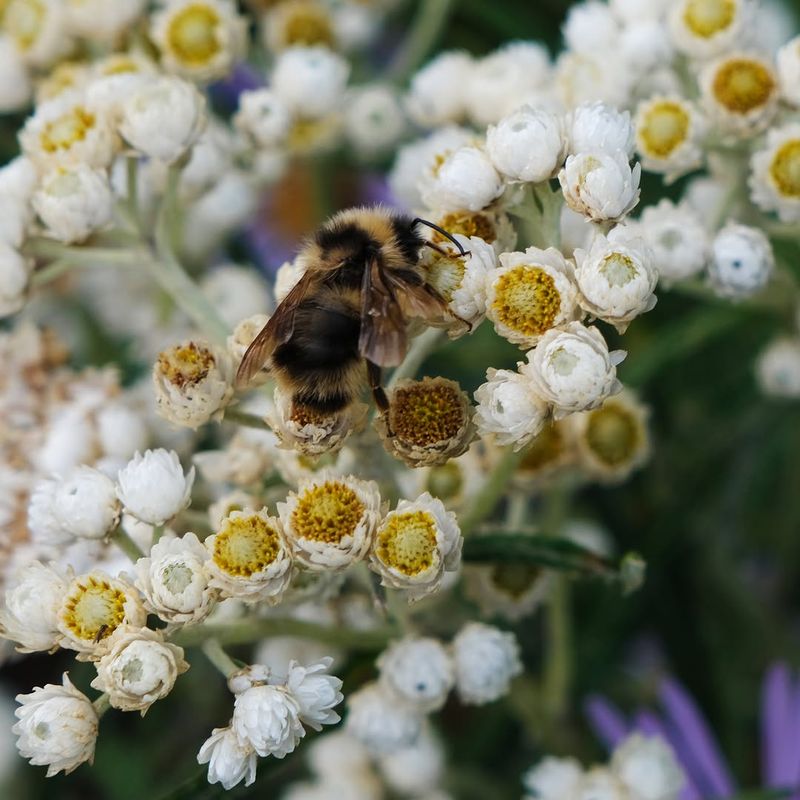 Pearly Everlasting Offers Soft Color With Almost No Fuss