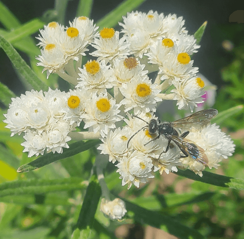 Pearly Everlasting