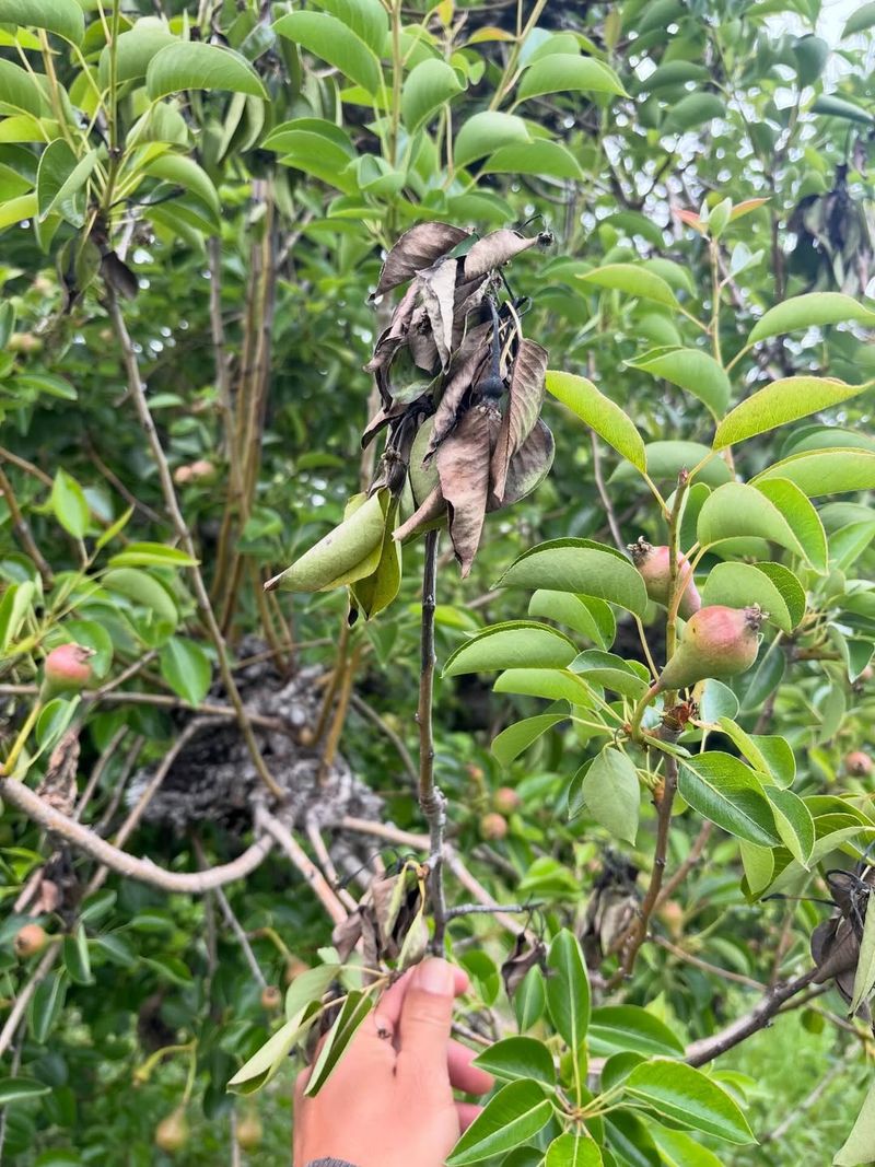 Pears Pears