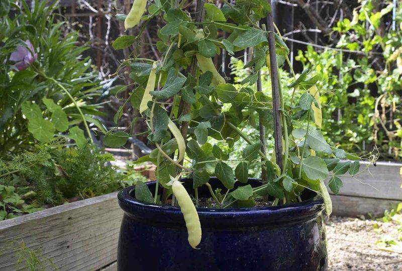 Peas Can Grow Again For A Cool-Season Harvest