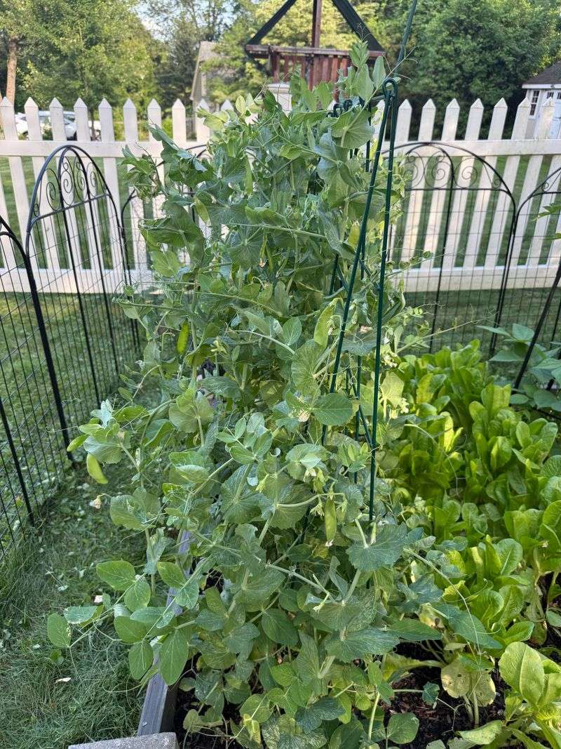 Peas Make Cool-Season Patio Trellises Productive
