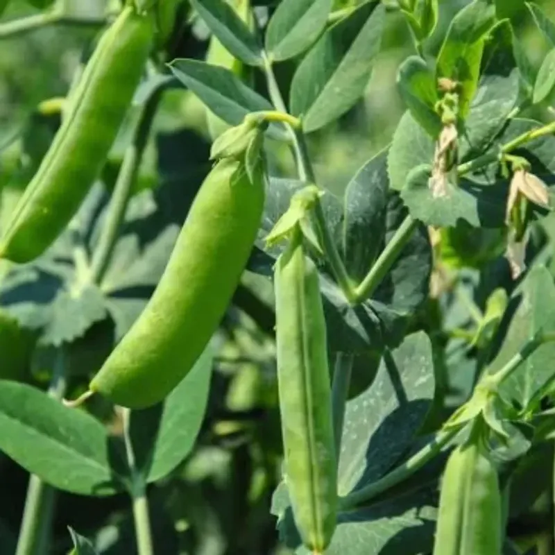 Peas