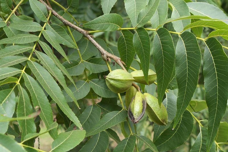Pecan Fits Warmer Ohio Yards With Space And Sun Pecan Fits Warmer Ohio Yards With Space And Sun