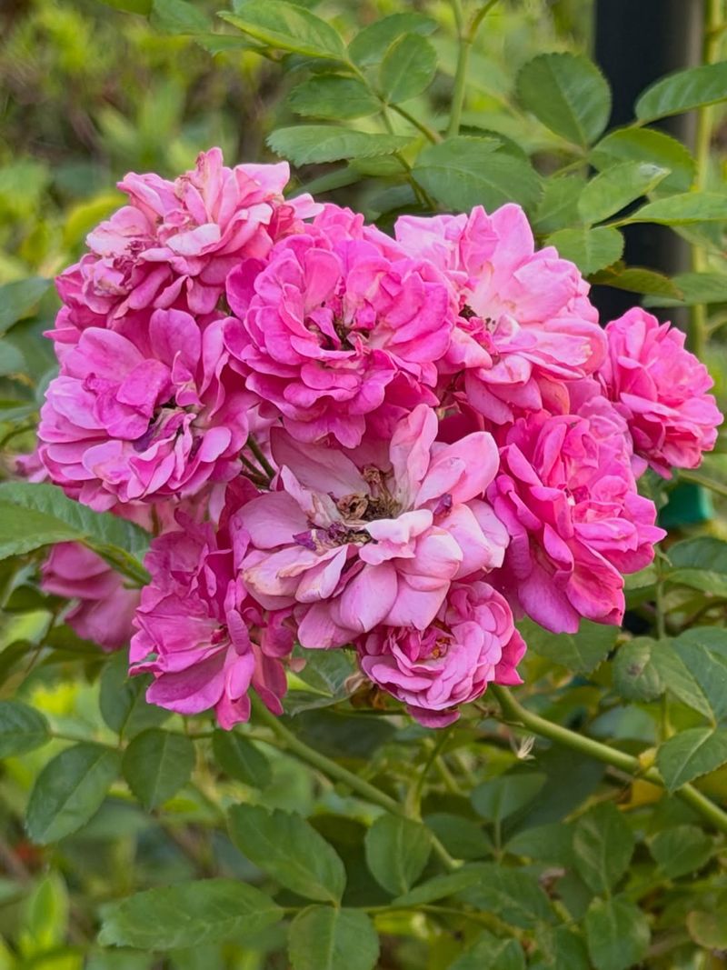 Peggy Martin Rose Shows Exceptional Growth Vigor