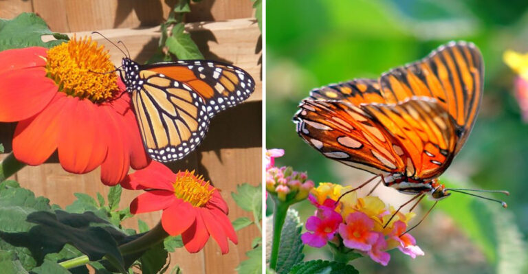 Pennsylvania Annual Flowers That Draw The Most Butterfly Activity Through The Full Growing Season