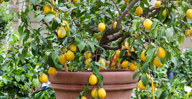 Pennsylvania Citrus Tree Care Checklist Before Summer Heat Hits
