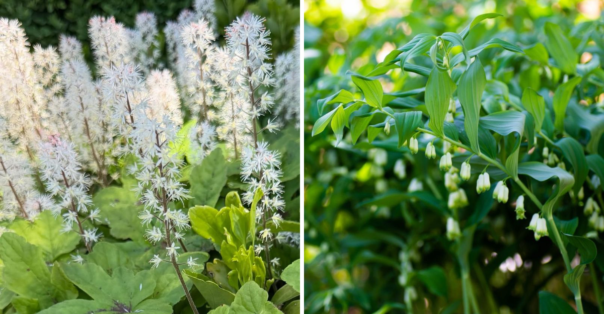 foamflower and solomon's seal