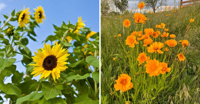 Pennsylvania Gardeners Are Getting Weeks Of Blooms From These 8 Flowers With Almost No Effort