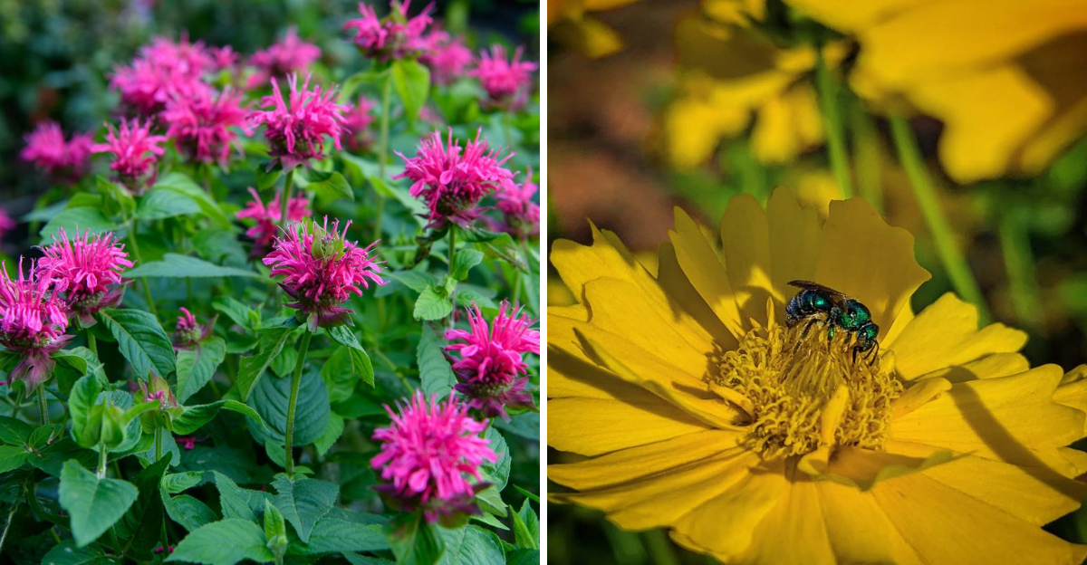 bee balm and coreopsis