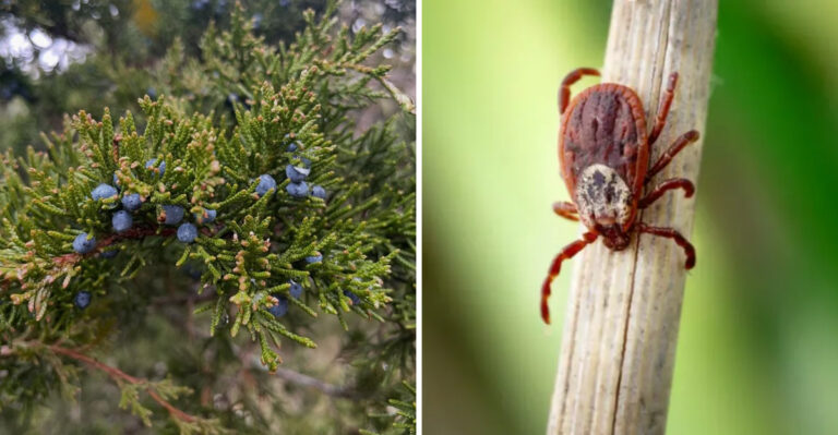 eastern red cedar and tick