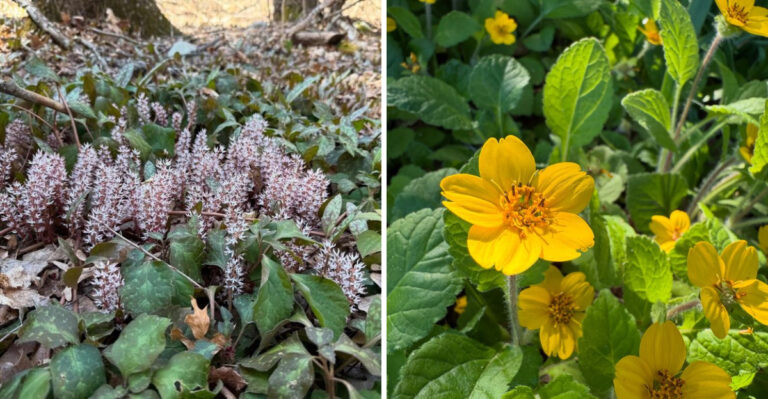 Allegheny Spurge and Green And Gold