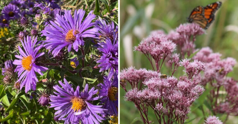 Pennsylvania Gardeners Supporting Monarchs Are Planting These 7 Natives Right Now