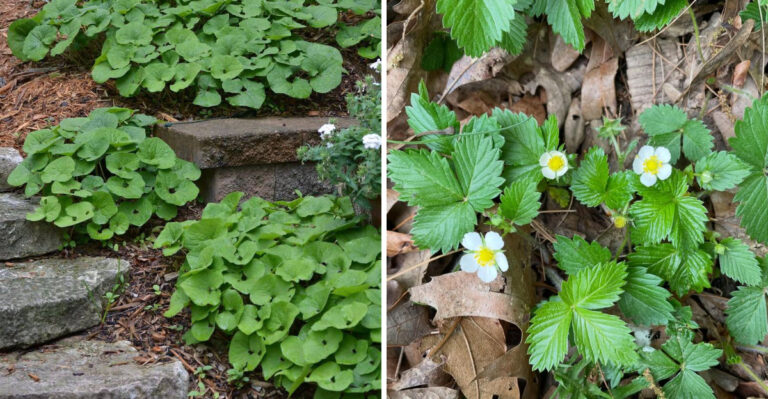wild ginger and wild strawberry