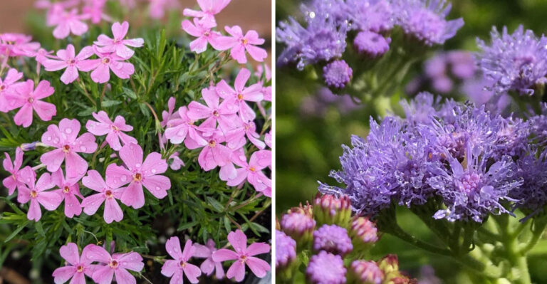 creeping phlox and blue mistflower