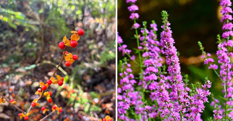 oriental bittersweet and purple loosestrife