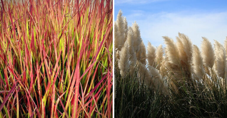 japanese blood grass and pampas grass
