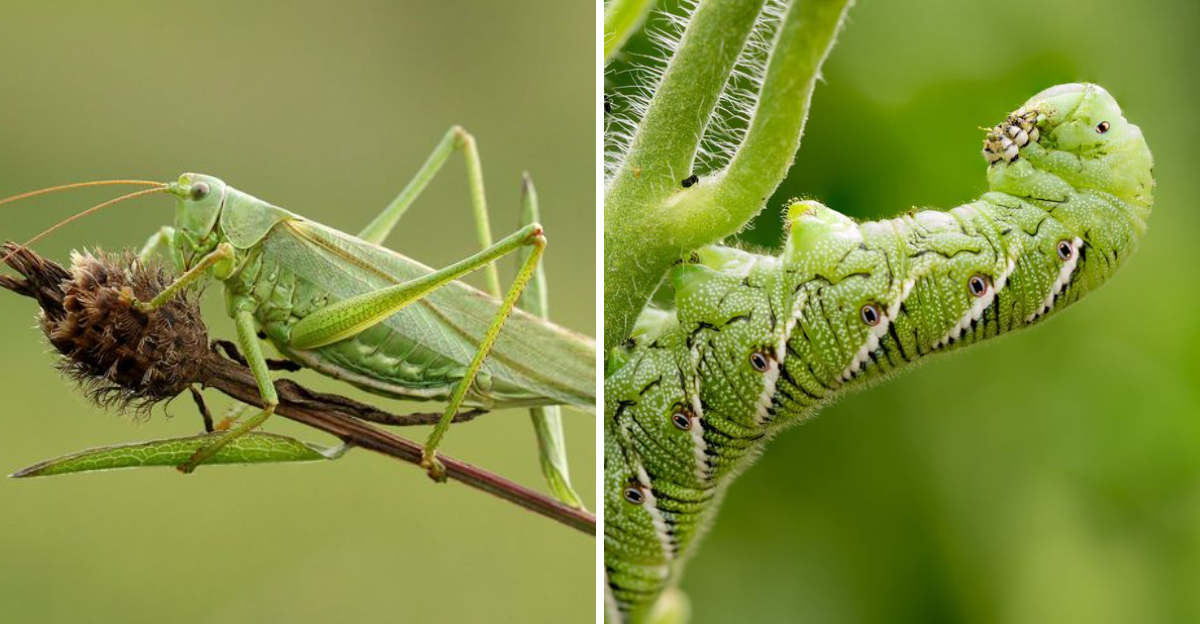 grasshopper and tomato hornworm