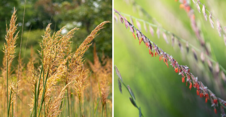 indian grass and sideoats grama