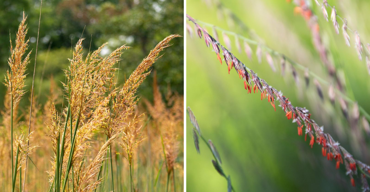 indian grass and sideoats grama