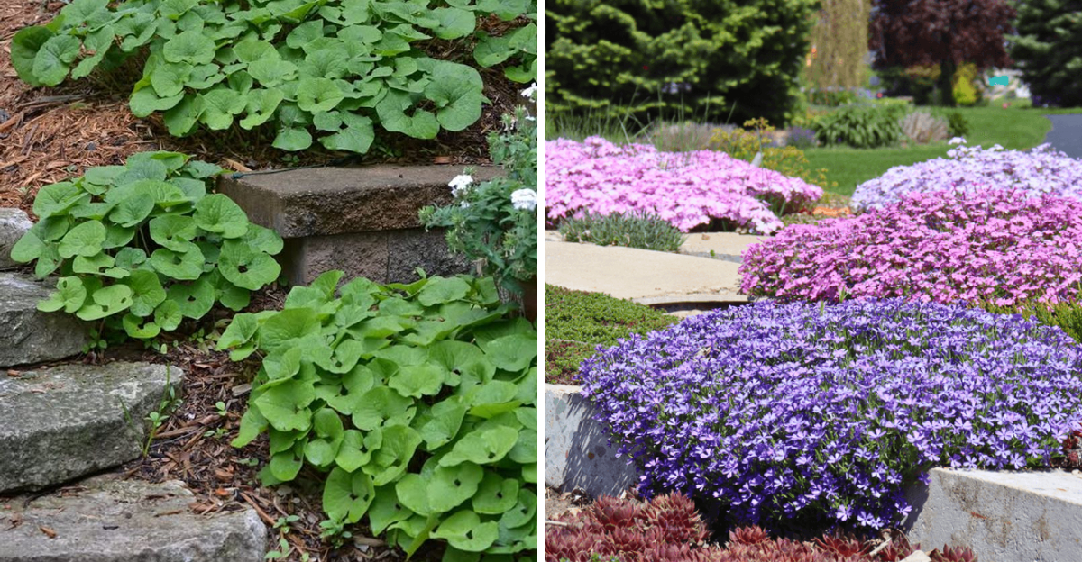 wild ginger and creeping phlox