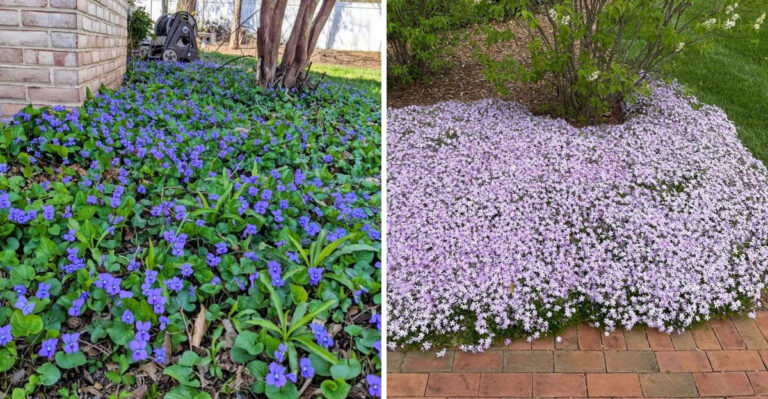 Pennsylvania Native Ground Covers That Replace Pine Straw And Look Better Through Every Season