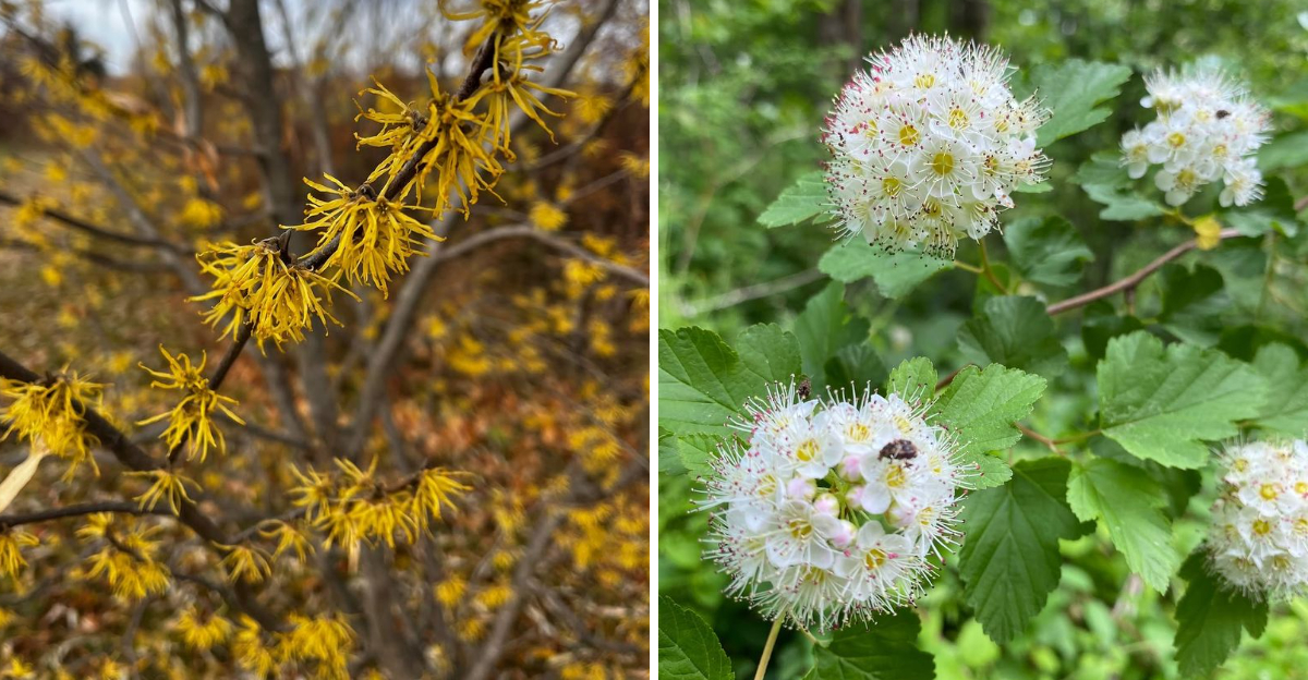 witch hazel and buttonbush