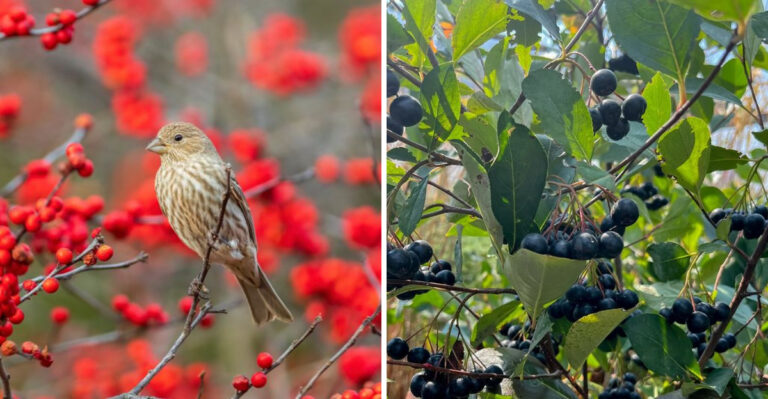 bird on winterberry holy and black chokeberry