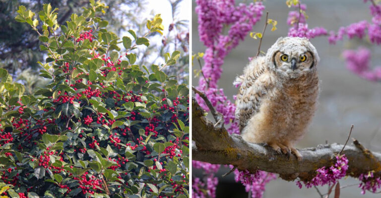Pennsylvania Plants That Attract Owls And What That Does To The Rat Population In Your Yard