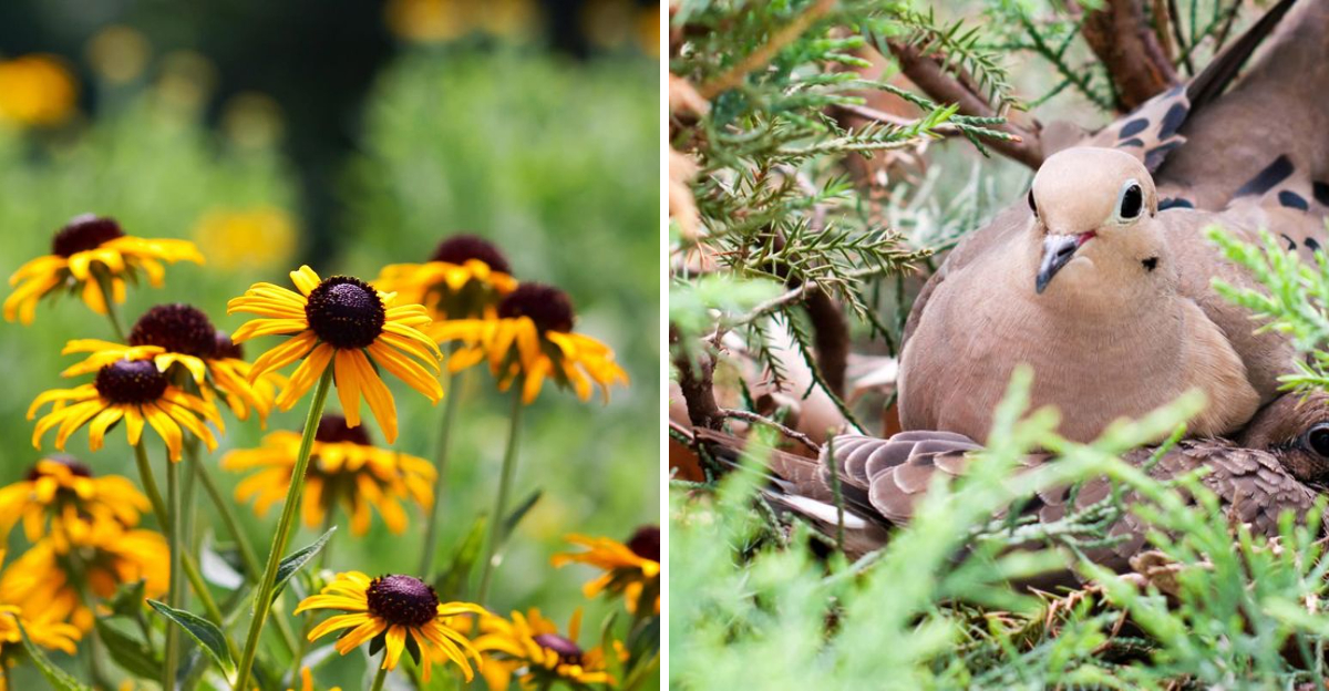 black eyed susan and mourning dove