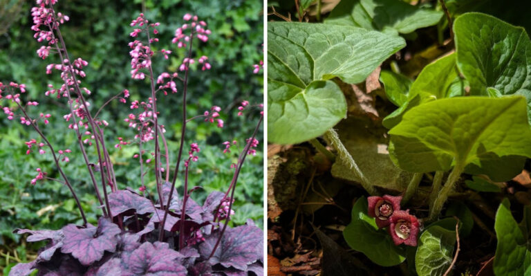 coral bells and wild ginger