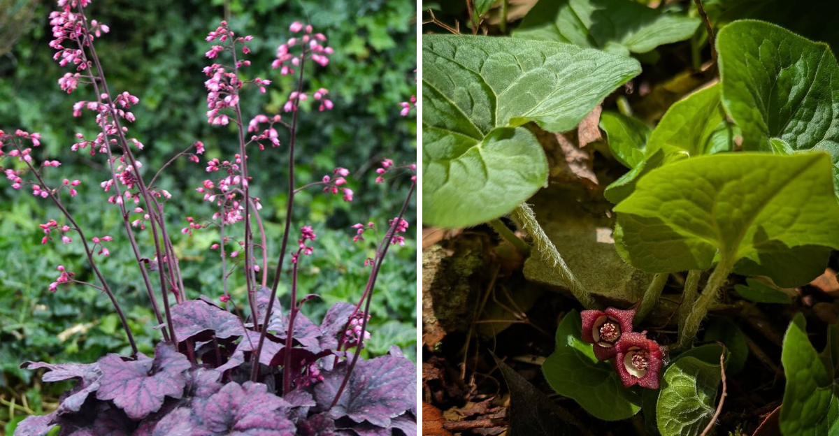 coral bells and wild ginger
