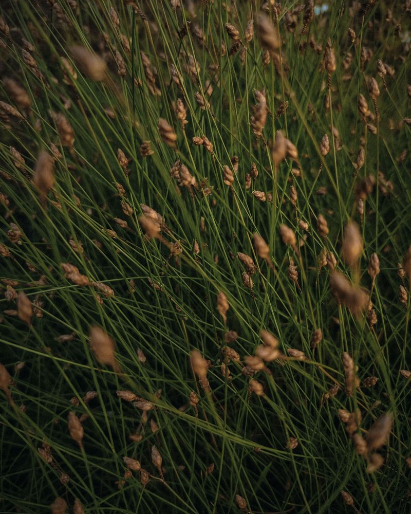 Pennsylvania Sedge Pennsylvania Sedge