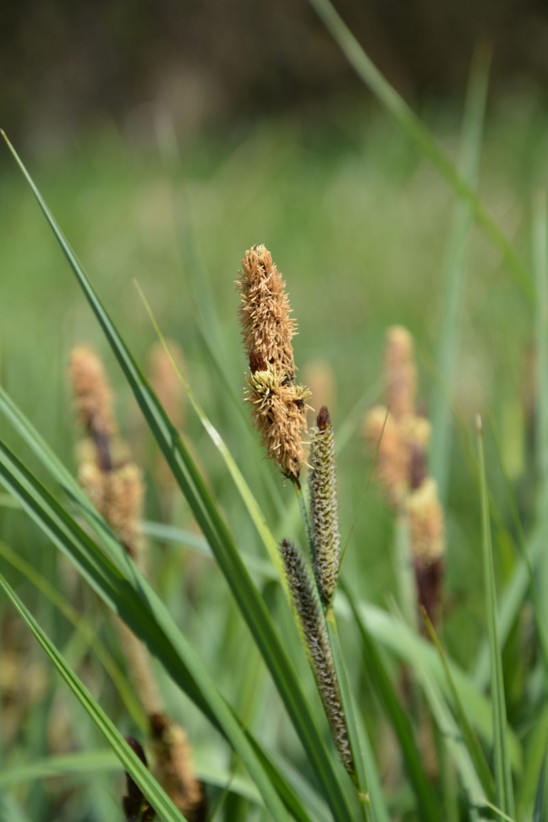 Pennsylvania Sedge Pennsylvania Sedge