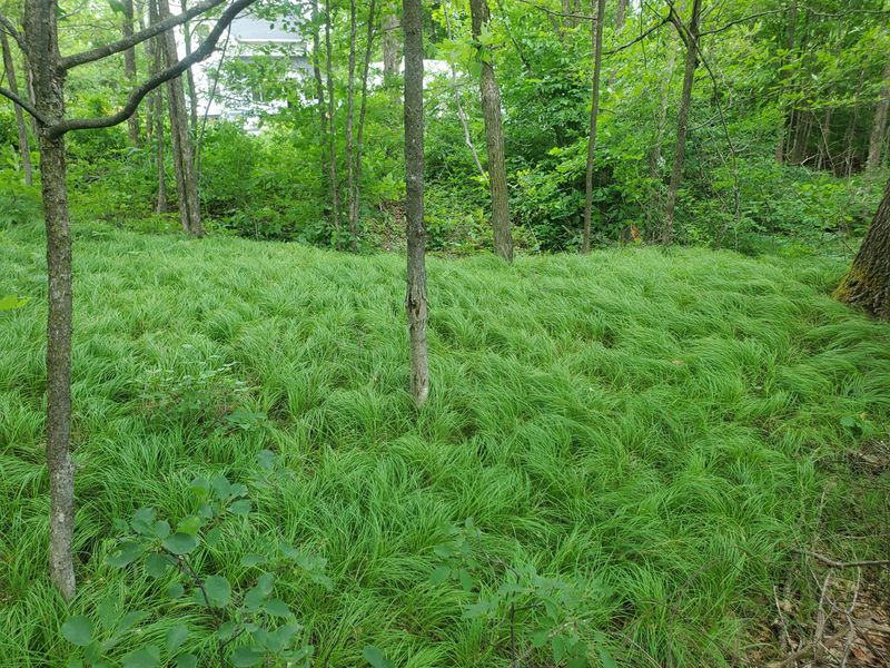 Pennsylvania Sedge