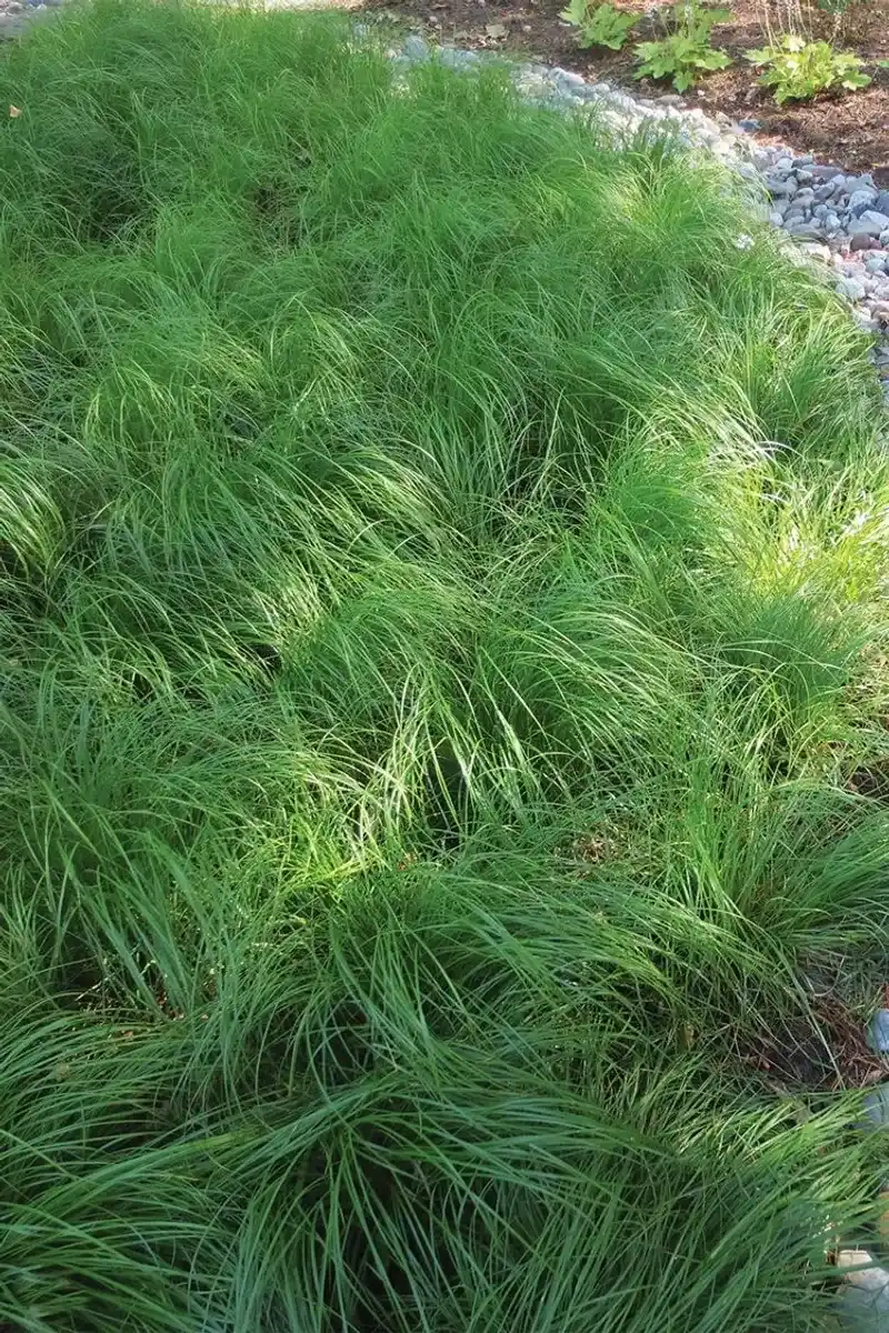 Pennsylvania Sedge Adds Soft Texture Pennsylvania Sedge Adds Soft Texture