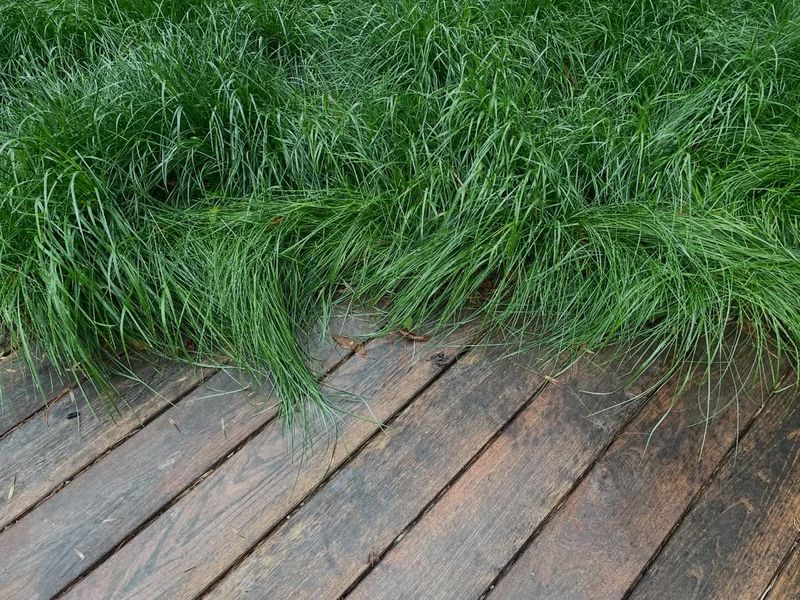 Pennsylvania Sedge Creates A Low Native Carpet