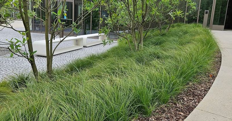 Pennsylvania Sedge Creates A Low Native Edge Around Patios
