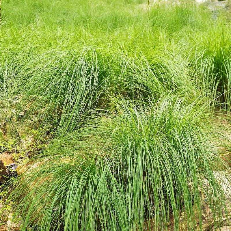 Pennsylvania Sedge Fills Dry Shade Pennsylvania Sedge Fills Dry Shade