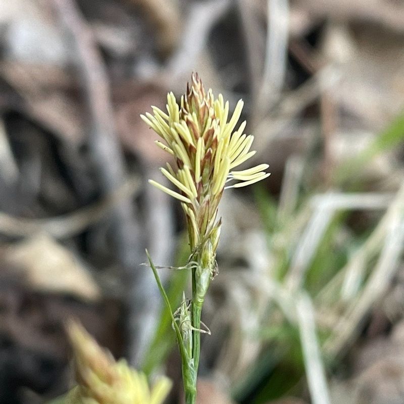 Pennsylvania Sedge Forms A Thick Low-Growing Cover