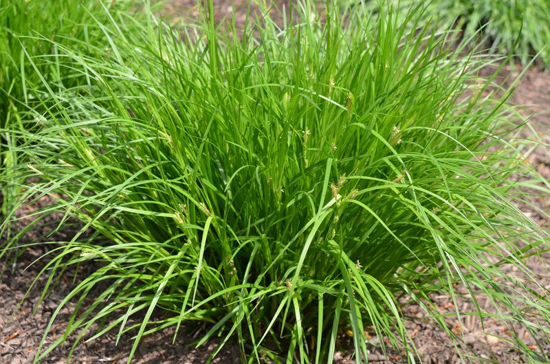Pennsylvania Sedge Gives Walkways A Soft Native Edge Pennsylvania Sedge Gives Walkways A Soft Native Edge