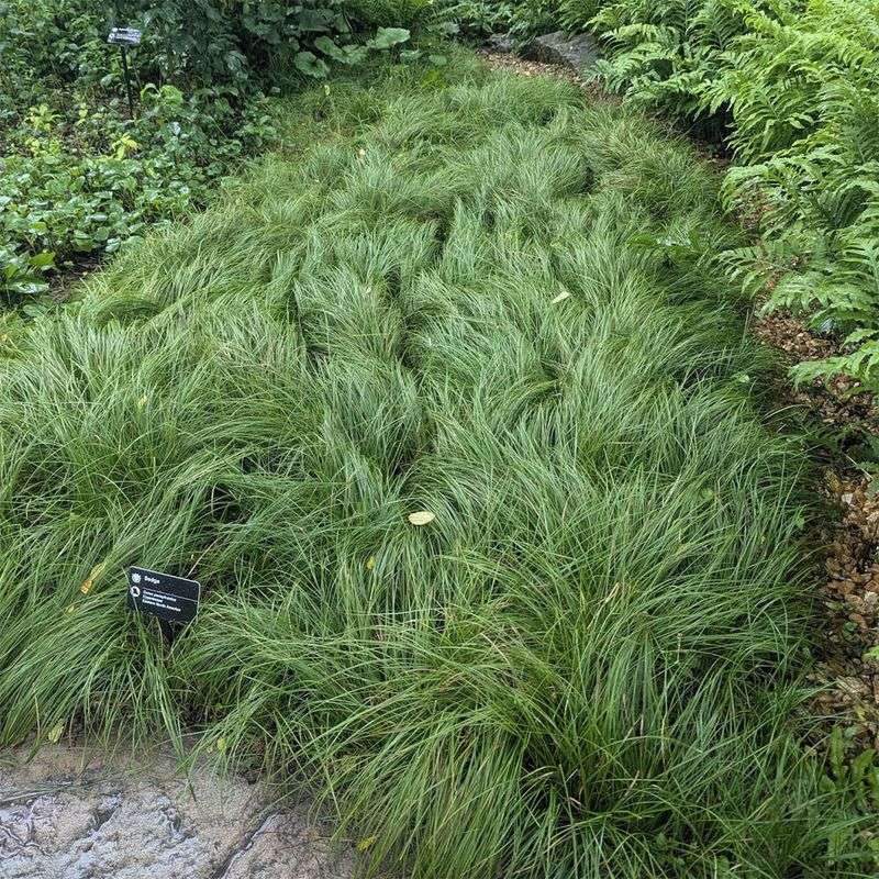 Pennsylvania Sedge Keeps Shady Edges Low Pennsylvania Sedge Keeps Shady Edges Low
