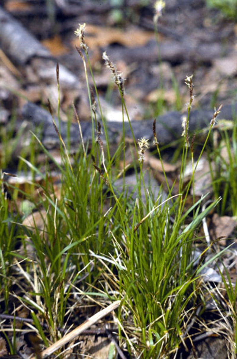 Pennsylvania Sedge Practically Manages Itself Once It Gets Going