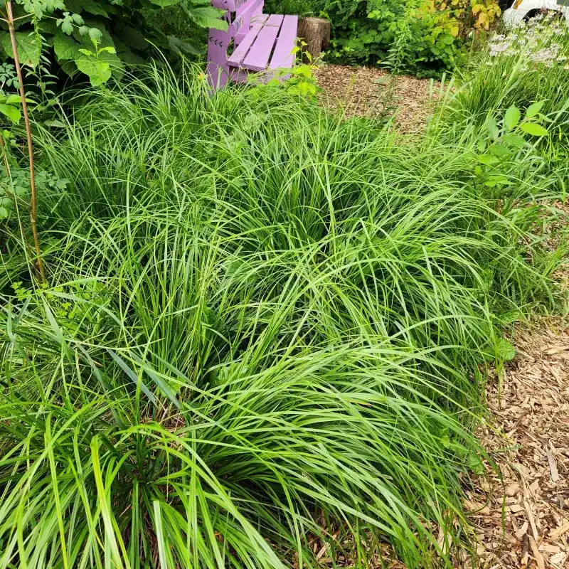 Pennsylvania Sedge Softens Dry Shade